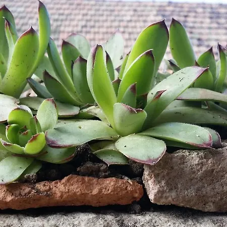 別荘 Hello Bogács