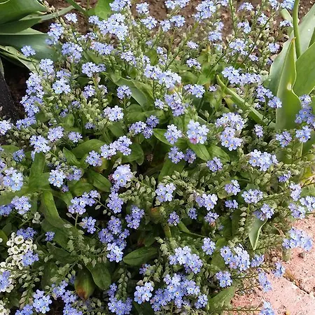 Ferienhaus Hello Bogács