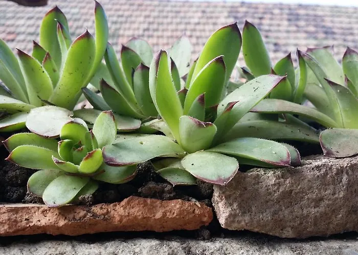 בית נופש Hello Bogács